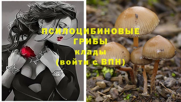 сатива Баксан