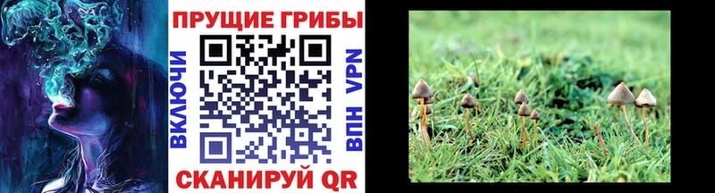 мориарти как зайти  Нытва  Галлюциногенные грибы Cubensis 
